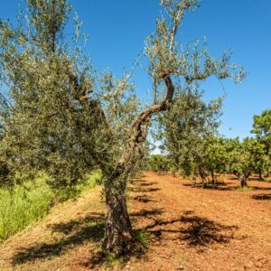 OLIVO, ALBERO, OLEA EUROPAEA, OLEACEAE - 8570