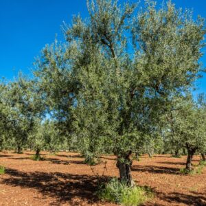 OLIVO, ALBERO, OLEA EUROPAEA, OLEACEAE - 8574