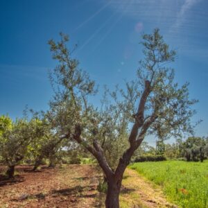 OLIVO, ALBERO, OLEA EUROPAEA, OLEACEAE - 8575