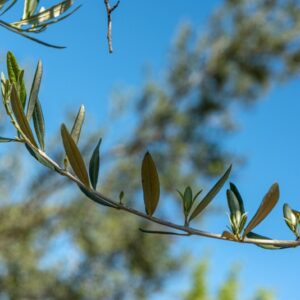 OLIVO, ALBERO, OLEA EUROPAEA, OLEACEAE - 8576