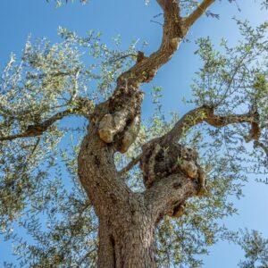 OLIVO, ALBERO, OLEA EUROPAEA, OLEACEAE - 8578