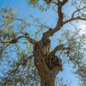 OLIVO, ALBERO, OLEA EUROPAEA, OLEACEAE - 8577
