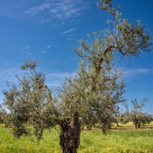 OLIVO, ALBERO, OLEA EUROPAEA, OLEACEAE - 8580