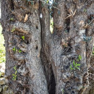 OLIVO, ALBERO, OLEA EUROPAEA, OLEACEAE - 8579