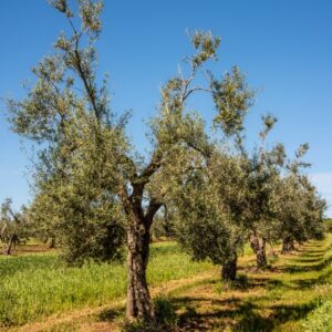 OLIVO, ALBERO, OLEA EUROPAEA, OLEACEAE - 8581