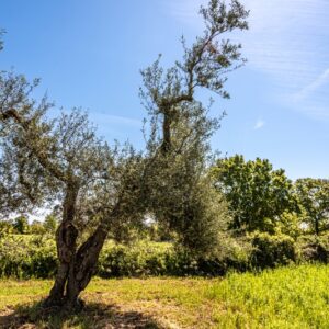 OLIVO, ALBERO, OLEA EUROPAEA, OLEACEAE - 8582