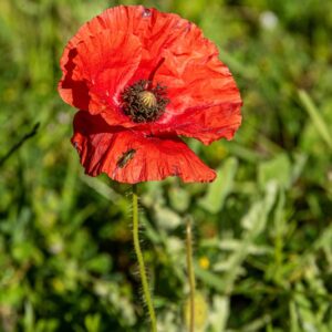 PAPAVER, PAPAVERO, PAPAVERACEAE - 8560