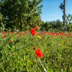PAPAVER, PAPAVERO, PAPAVERACEAE - 8561