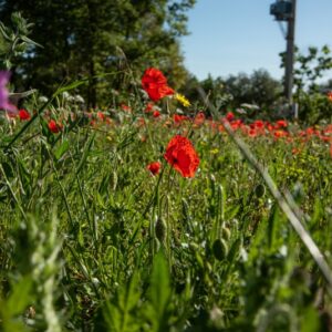 PAPAVER, PAPAVERO, PAPAVERACEAE - 8562