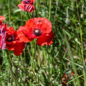 PAPAVER, PAPAVERO, PAPAVERACEAE - 8592