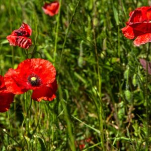 PAPAVER, PAPAVERO, PAPAVERACEAE - 8593