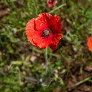 PAPAVER, PAPAVERO, PAPAVERACEAE - 8594