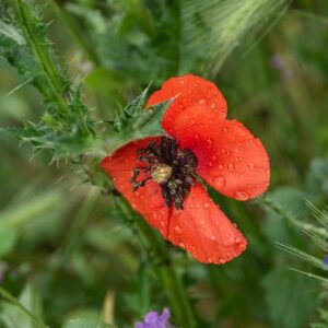 PAPAVER, PAPAVERO, PAPAVERACEAE - 8757