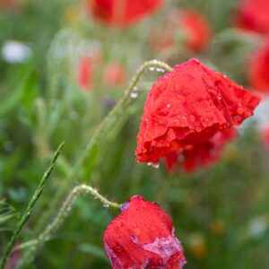 PAPAVER, PAPAVERO, PAPAVERACEAE - 8759