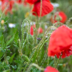 PAPAVER, PAPAVERO, PAPAVERACEAE - 8760