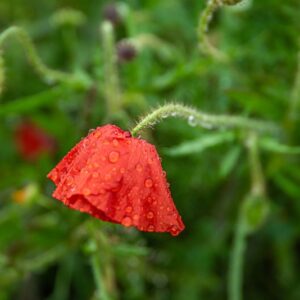 PAPAVER, PAPAVERO, PAPAVERACEAE - 8761