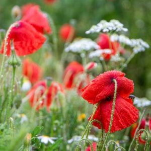 PAPAVER, PAPAVERO, PAPAVERACEAE - 8762