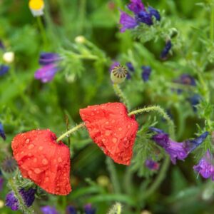 PAPAVER, PAPAVERO, PAPAVERACEAE - 8764