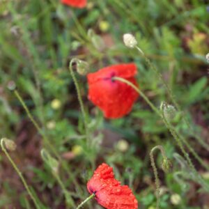 PAPAVER, PAPAVERO, PAPAVERACEAE - 8768