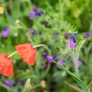 PAPAVER, PAPAVERO, PAPAVERACEAE - 8763