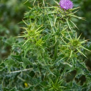 SILYBUM MARIANUM, CARDO MARIANO, ASTERACEAE - 8755