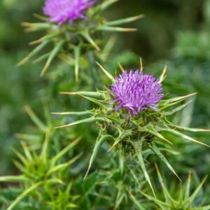 SILYBUM MARIANUM, CARDO MARIANO, ASTERACEAE - 8756