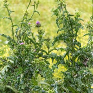 SILYBUM MARIANUM, CARDO MARIANO, ASTERACEAE - 8758
