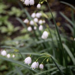 LEUCOJUM VERNUM, LILIACEAE - 6785