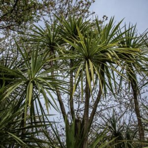 CORDYLINE AUSTRALIS, LILIACEAE, NUOVA ZELANDA-6690