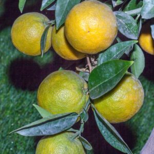 ARANCIO - CITRUS AURANTIUM - RUTACEAE - 1612