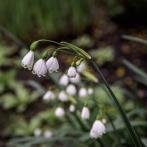 LEUCOJUM VERNUM, LILIACEAE - 6786