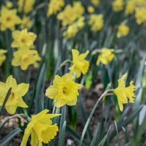 NARCISSUS - NARCISI - 6410