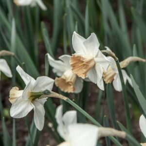 NARCISSUS, ACCENT,  NARCISI, LILIACEAE - 6585