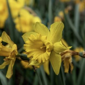 NARCISSUS, DATURA INOXIA,  NARCISI, LILIACEAE - 6583