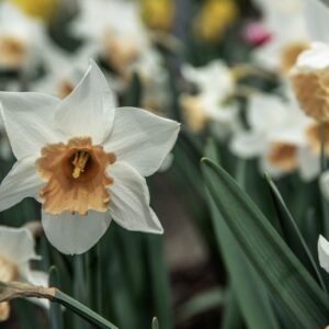 NARCISSUS, ACCENT, NARCISI, LILIACEAE, BOTANICA - 6586