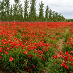 PAPAVER, PAPAVERO, PAPAVERACEAE - 8905