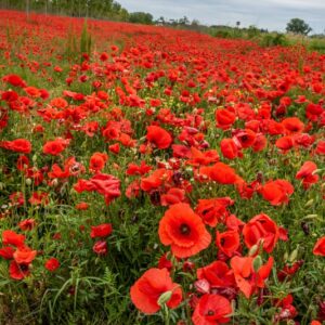 PAPAVER, PAPAVERO, PAPAVERACEAE - 8906