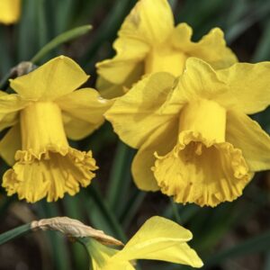 NARCISSUS, GIALLO MIX, NARCISI, LILIACEAE - 6588