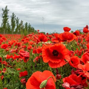 PAPAVER, PAPAVERO, PAPAVERACEAE - 8909