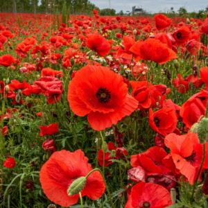 PAPAVER, PAPAVERO, PAPAVERACEAE - 8907