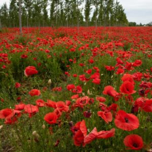PAPAVER, PAPAVERO, PAPAVERACEAE - 8911