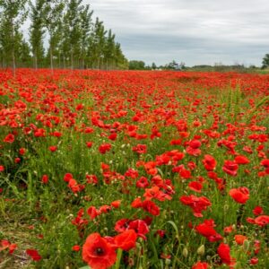 PAPAVER, PAPAVERO, PAPAVERACEAE - 8910