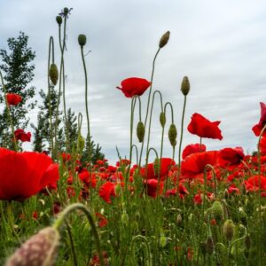 PAPAVER, PAPAVERO, PAPAVERACEAE - 8912