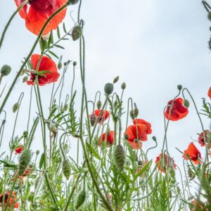 PAPAVER, PAPAVERO, PAPAVERACEAE - 8913