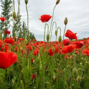 PAPAVER, PAPAVERO, PAPAVERACEAE - 8914