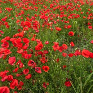 PAPAVER, PAPAVERO, PAPAVERACEAE - 8915