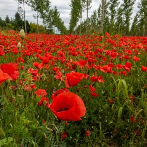 PAPAVER, PAPAVERO, PAPAVERACEAE - 8916