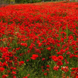 PAPAVER, PAPAVERO, PAPAVERACEAE - 8917