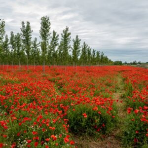 PAPAVER, PAPAVERO, PAPAVERACEAE - 8919
