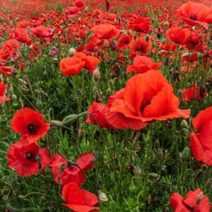 PAPAVER, PAPAVERO, PAPAVERACEAE - 8920